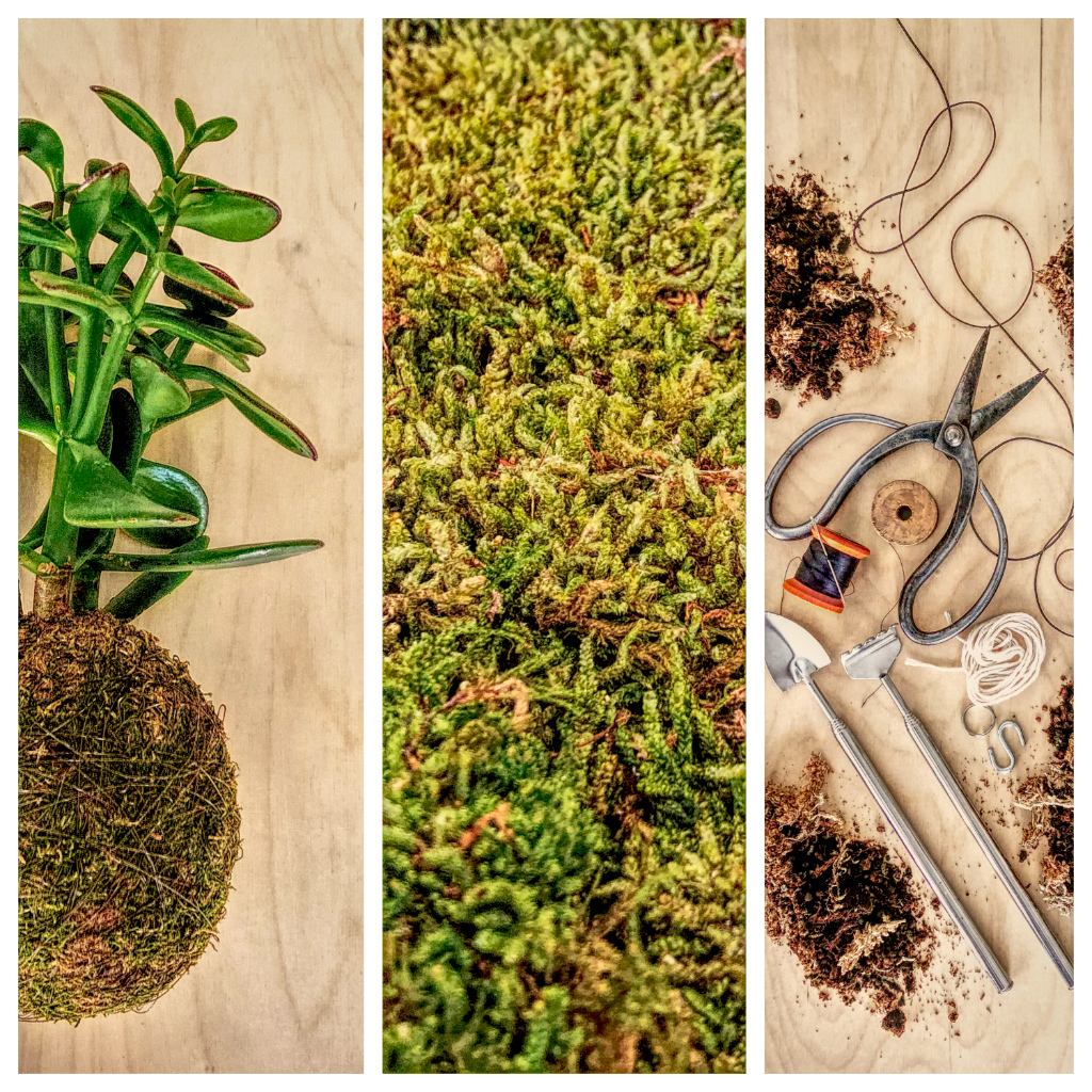koketri-1 kokedama 3 pasy